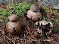 Geastrum rufescens-amf831-1
